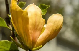 magnolia-judy-zuk-kolumnowa-o-zoltych-kwiatach