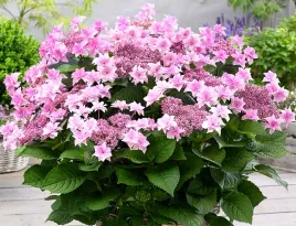 hortensja-ogrodowa-doppio-rosa-gwiazdkowe-kwiaty
