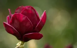 magnolia-red-as-red-najbardziej-czerwone-kwiaty