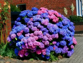 hortensja-bouquet-rose-wielobarwna-kula-kwiatow