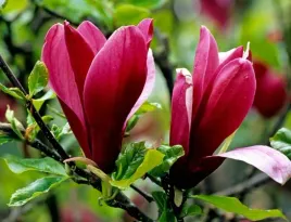 magnolia-susan-rozowe-kwiaty-kwitnie-2-razy-w-roku