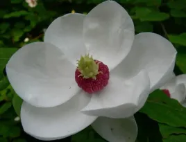 magnolia-siebolda-unikatowy-duzy-kwiat-rarytas