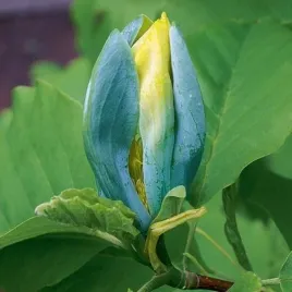 magnolia-blue-opal-niebieskie-kwiaty-sadzonki