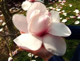 magnolia-atlas-gigantyczne-35-cm-kwiaty-unikat