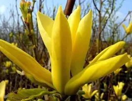 magnolia-yellow-bird-unikatowa-zolta-pieknosc