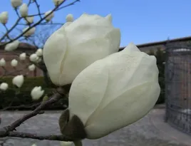 magnolia-alba-biale-tulipany-ladne-sadzonki