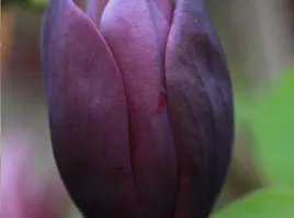 magnolia-black-beauty-czarne-tulipany
