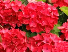 najbardziej-ognista-hortensja-hot-red