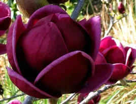 magnolia-genie-bordowe-tulipany