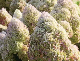 wspanial-hortensja-diamantino-miniaturowa