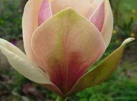 magnolia-sunsation-zolto-rozowe-tulipany