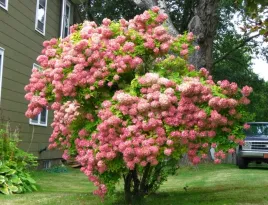 hortensja-bukietowa-pink-diamond-krolowa-ogrodu