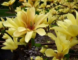 magnolia-yellow-river-unikatowa-zolta-pieknosc