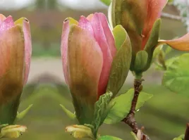 magnolia-brooklynensis-woodsman-unikat-kolekcjonerska