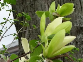 zolto-zielone-tulipany-magnolia-gold-star-nowos