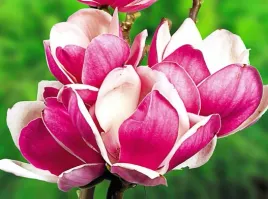 pachnaca-magnolia-satisfaction-karlowa-pieknosc
