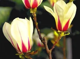 magnolia-sunrise-dwukolorowa-pieknosc-unikat-ladne-sadzonki