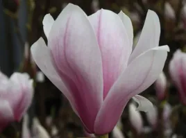 rozowo-biale-tulipany-magnolia-alexandrina