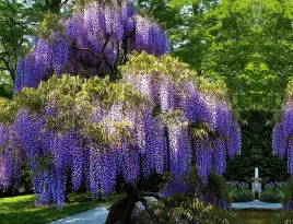 wisteria-prolific-fioletowe-zaslony-piekna-majestatyczne-drzewko
