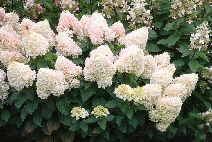 intrygujaca-hortensja-magical-sweet-summer