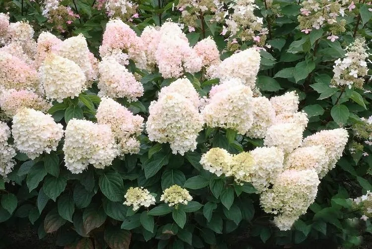 intrygujaca-hortensja-magical-sweet-summer-roslina-w-postaci-sadzonka-w-pojemniku-do-05l