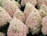 intrygujaca-hortensja-magical-sweet-summer-roslina-w-postaci-sadzonka-w-pojemniku-do-05l