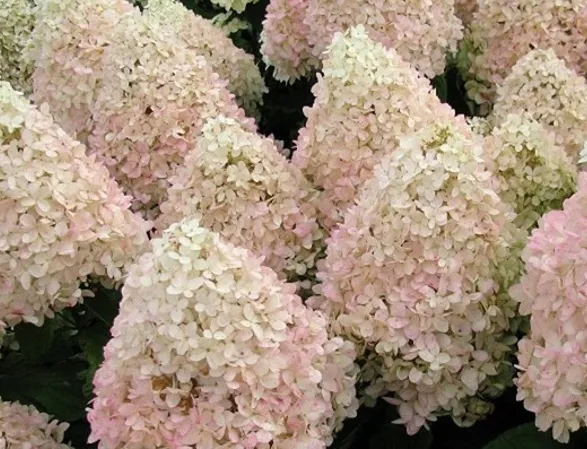 intrygujaca-hortensja-magical-sweet-summer-roslina-w-postaci-sadzonka-w-pojemniku-do-05l