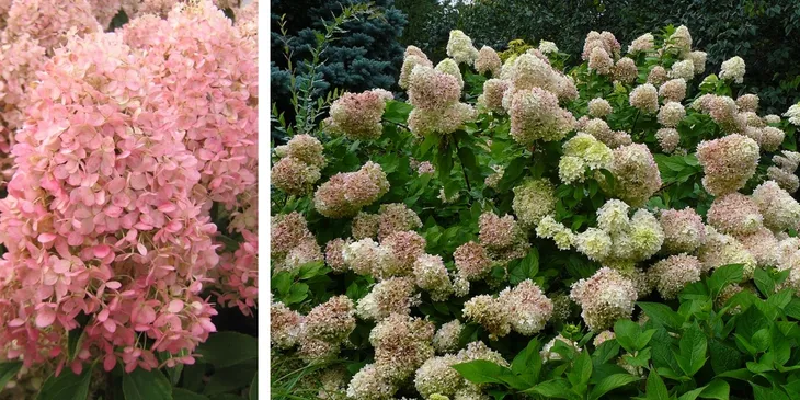 intrygujaca-hortensja-magical-sweet-summer-wysokosc-sadzonki-20-30-cm