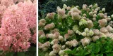intrygujaca-hortensja-magical-sweet-summer-wysokosc-sadzonki-20-30-cm