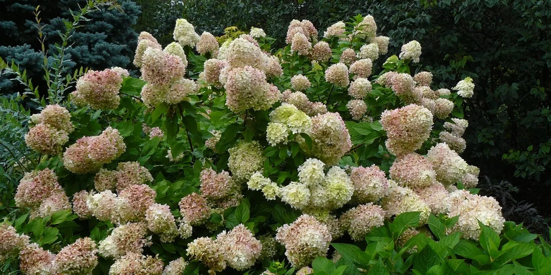 intrygujaca-hortensja-magical-sweet-summer