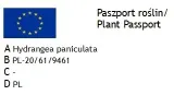 intrygujaca-hortensja-magical-sweet-summer-producent-ogrodonline