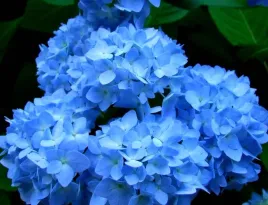 hortensja-ogrodowa-mini-early-blue-miniaturowa