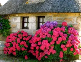 hortensja-glowing-embers-purpurpurowa-pieknosc