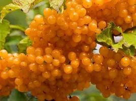 kalina-koralowa-xanthocarpum-pomaranczowe-korale