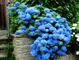 najbardziej-niebieska-hortensja-nikko-blue-piekna-sadzonki