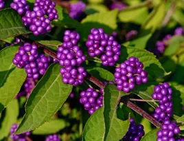 pieknotka-profusion-fioletowe-koraliki-sadzonki