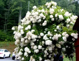 hortensja-bukietowa-grandiflora-ogromne-kwiaty