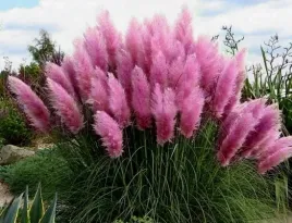 rozowa-trawa-pampasowa-cortaderia-sadzonka-xl-idealna-na-zywoplot