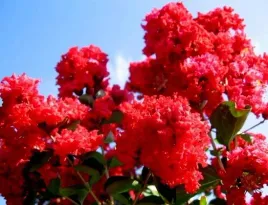 najdluzej-kwitnacy-krzew-swiata-lagerstroemia-sadzonka-2-letnia