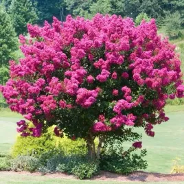 najdluzej-kwitnacy-krzew-swiata-lagerstroemia-pink-sadzonka-2-letnia