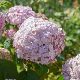 hortensja-candybelle-bubblegum-jasno-rozowa
