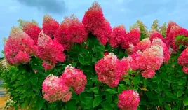 hortensja-truskawkowa-living-strawberry-blossom
