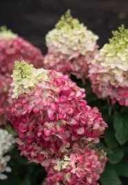 hortensja-bukietowa-living-raspberry-pink-piekna