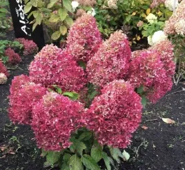 hortensja-bukietowa-living-royal-flower-piekna