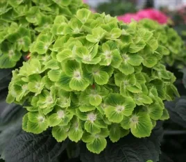 hortensja-ogrodowa-magical-green-cloud-intensywna