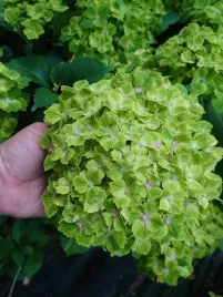 hortensja-ogrodowa-magical-rhapsody-mocno-zielona