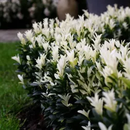 trzmielina-paloma-blanca-miniatura-biale-przyrosty