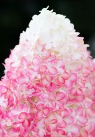 hortensja-bukietowa-living-pink-and-rose-piekna-krolowa-ogrodu-sadzonki