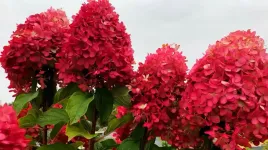 hortensja-bukietowa-fraise-melba-rozowo-czerwona
