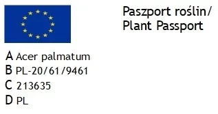 klon-palmowy-firecracker-kompaktowy-roslina-w-postaci-inna